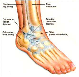 front of ankle pain diagram