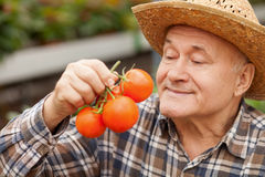 arthritis tomatoes